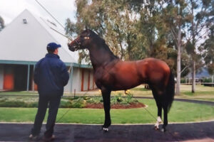 Champion Stallion Fusaichi Pegasus At Stud Farm 6" x 4" Photo Print