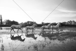 Four White Horses Running Through Shallow Water 6" x 4" Photo Print