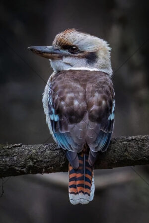 Majestic kookaburra perched on branch profile 6" x 4" Photo Print