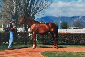 Marscay Racehorse Side-On Parade Ring Photo 6" x 4" Photo Print