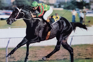 Double Century Wins Sydney Cup by 7 Lengths 6" x 4" Photo Print