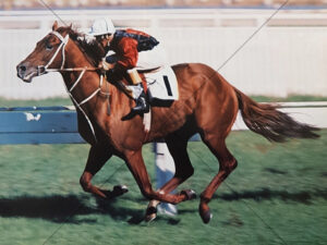 Luskin Star Wins 1978 AJC Galaxy Randwick 6x8 Photo Print