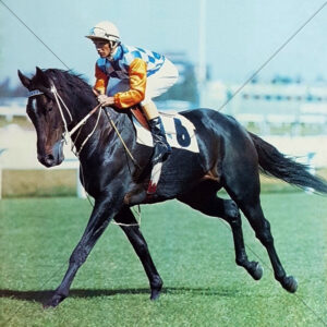 Gold And Black With John Duggan At Randwick 1977 6x6 Photo Print