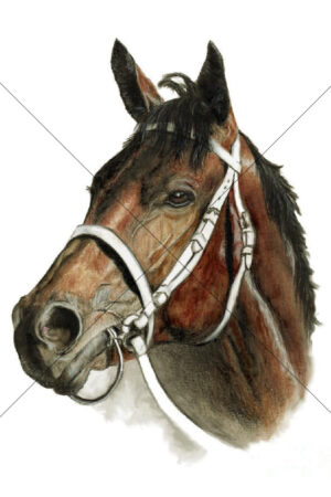 Winx Champion Mare Portrait 6x4 Photo Print