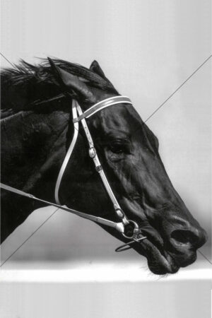 Black Caviar Champion Racehorse Profile 6x4 Photo Print