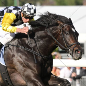 Racehorse In Full Stride 6x6 Photo Print