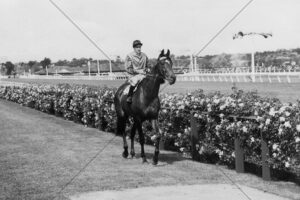 Bernborough With Rider Billy Briscoe Pre Race At Flemington 6x4 Photo Print